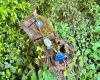 Naturcoaching in der Pfalz